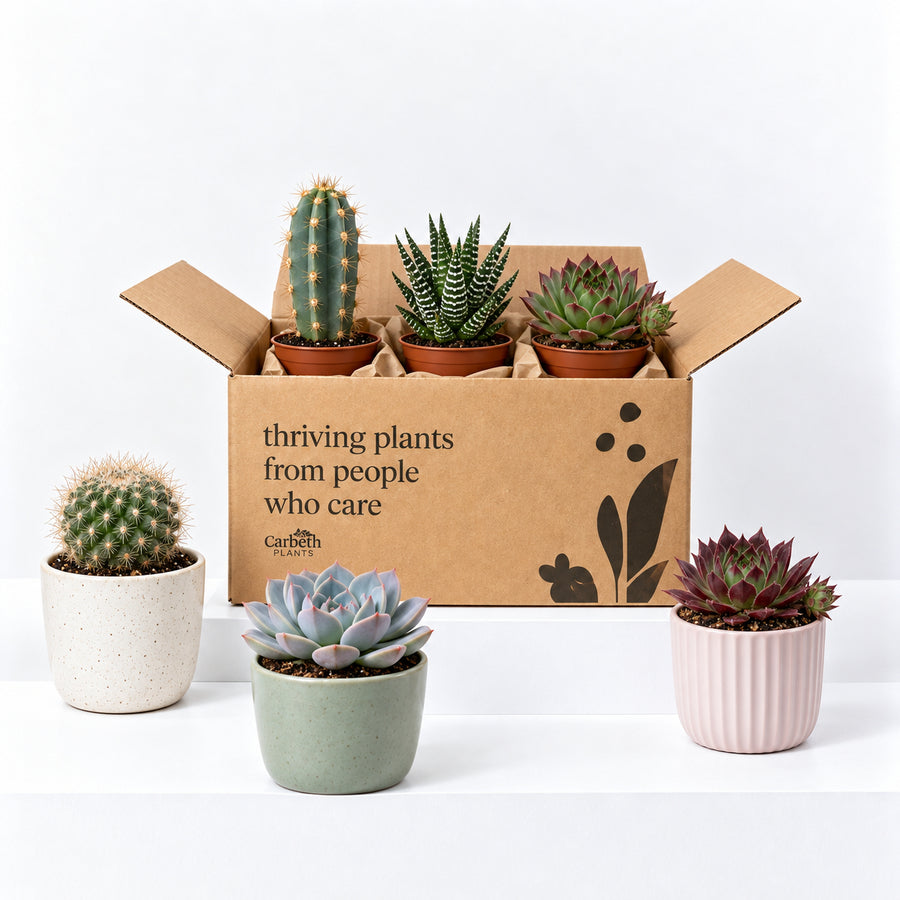 Succulents, Sempervivum & Cactus Mix  1