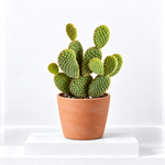 Bunny Ears Cactus - Opuntia Microdasys  1