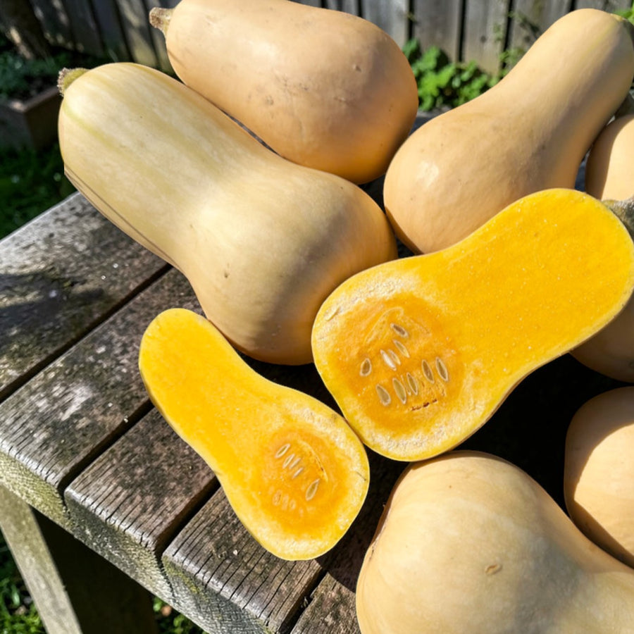 Butternut Squash Hunter F1  1