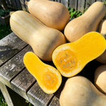 Squash Collection Mix  4