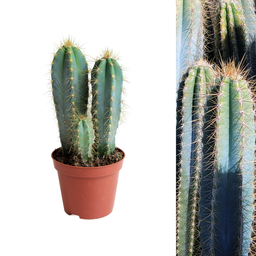 Cactus Pilosocereus Azureus Plant in 8.5cm Pot single three stem blue torch cactus in plastic terracotta coloured pot on white background 1
