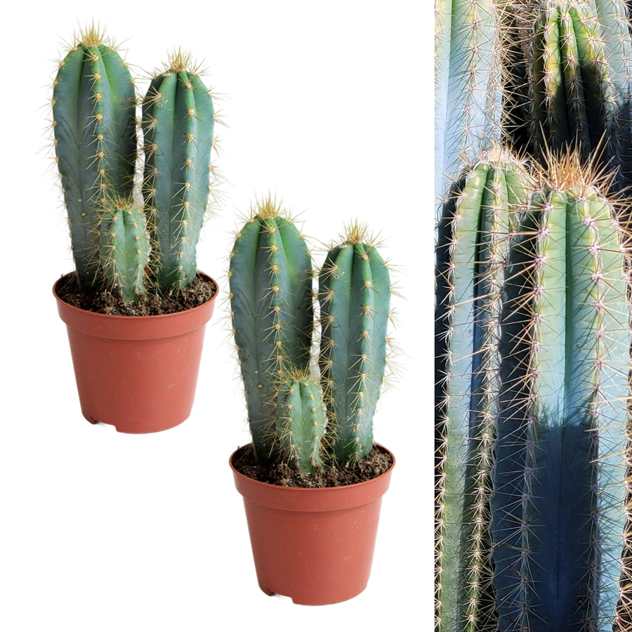 Cactus Pilosocereus Azureus Plant in 8.5cm Pot two three stem blue torch cactus in plastic terracotta coloured pot on white background 6