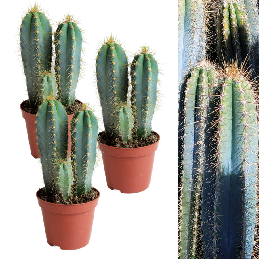 Cactus Pilosocereus Azureus Plant in 8.5cm Pot three, three stem blue torch cactus in plastic terracotta coloured pot on white background 7