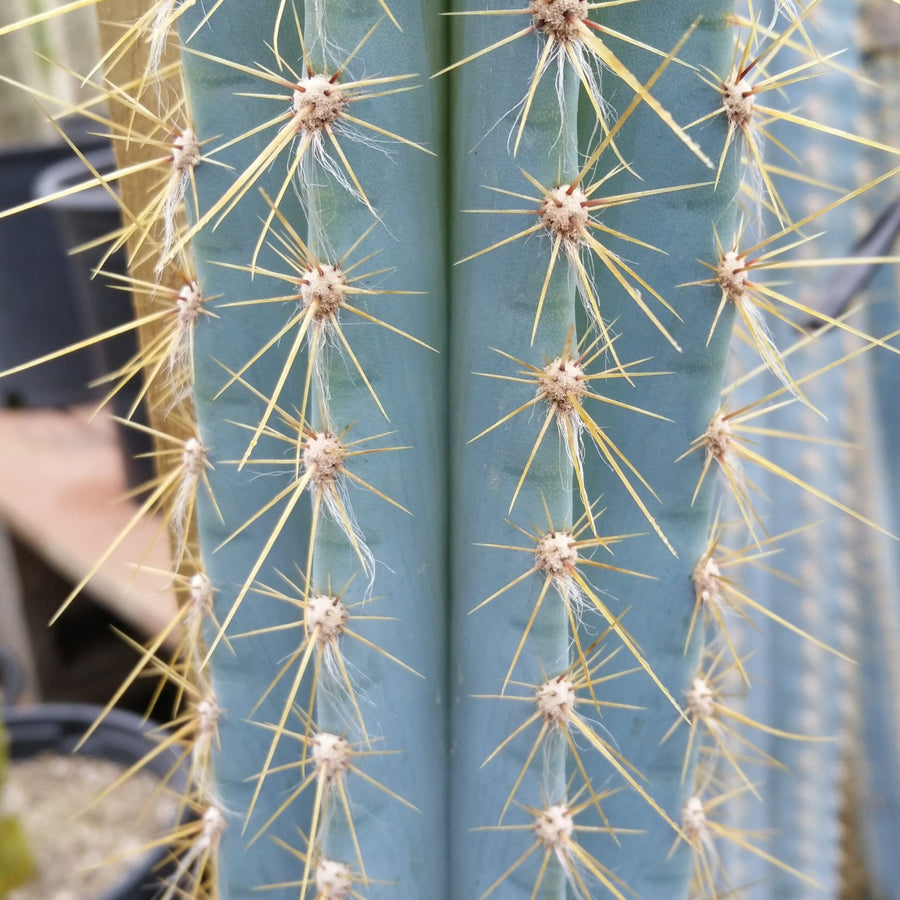 Cactus Pilosocereus Azureus Plant in 8.5cm Pot close up of single blueish green cactus with lots of spikes 3