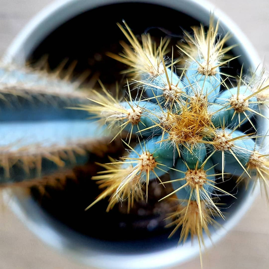 Cactus Pilosocereus Azureus Plant in 8.5cm Pot looking down onto the top of a blue torch cactus in pot 4