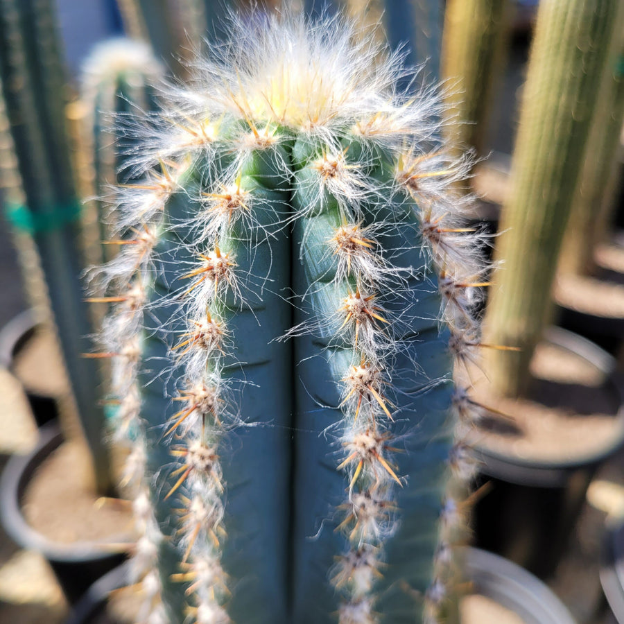 Cactus Pilosocereus Azureus Plant in 8.5cm Pot close up of blue green tall columnar blue torch cactus  5