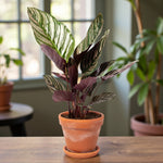 Calathea Majestic Gift Wrapped  3