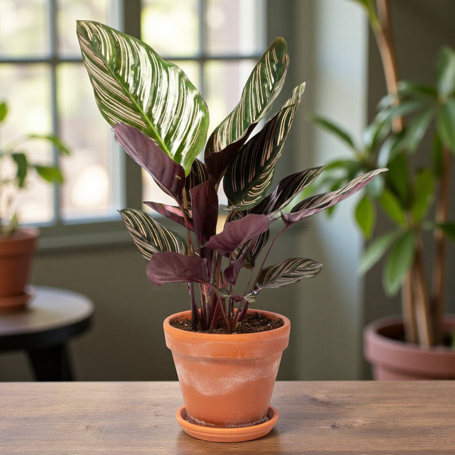 Calathea Majestic Gift Wrapped  3