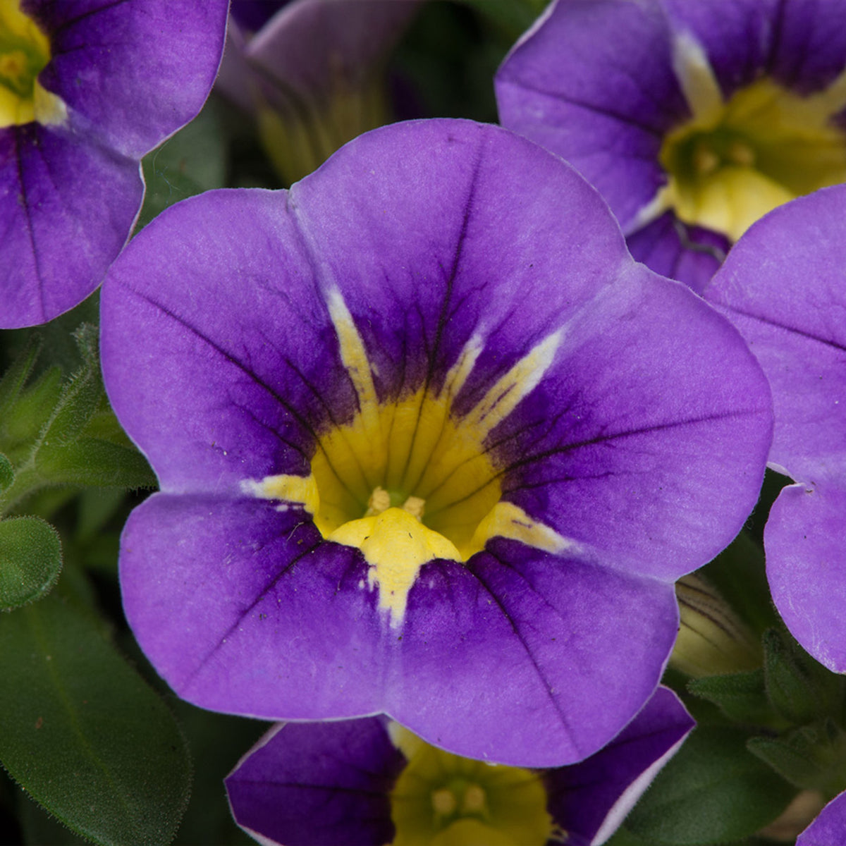 Calibrachoa Trailing Plants Close up of a vibrant blue purple calibrachoa flower with a bright yellow centre and delicate veining, surrounded by lush green foliage. 1