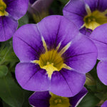 Calibrachoa Trailing Plants Close up of a vibrant blue purple calibrachoa flower with a bright yellow centre and delicate veining, surrounded by lush green foliage. 1
