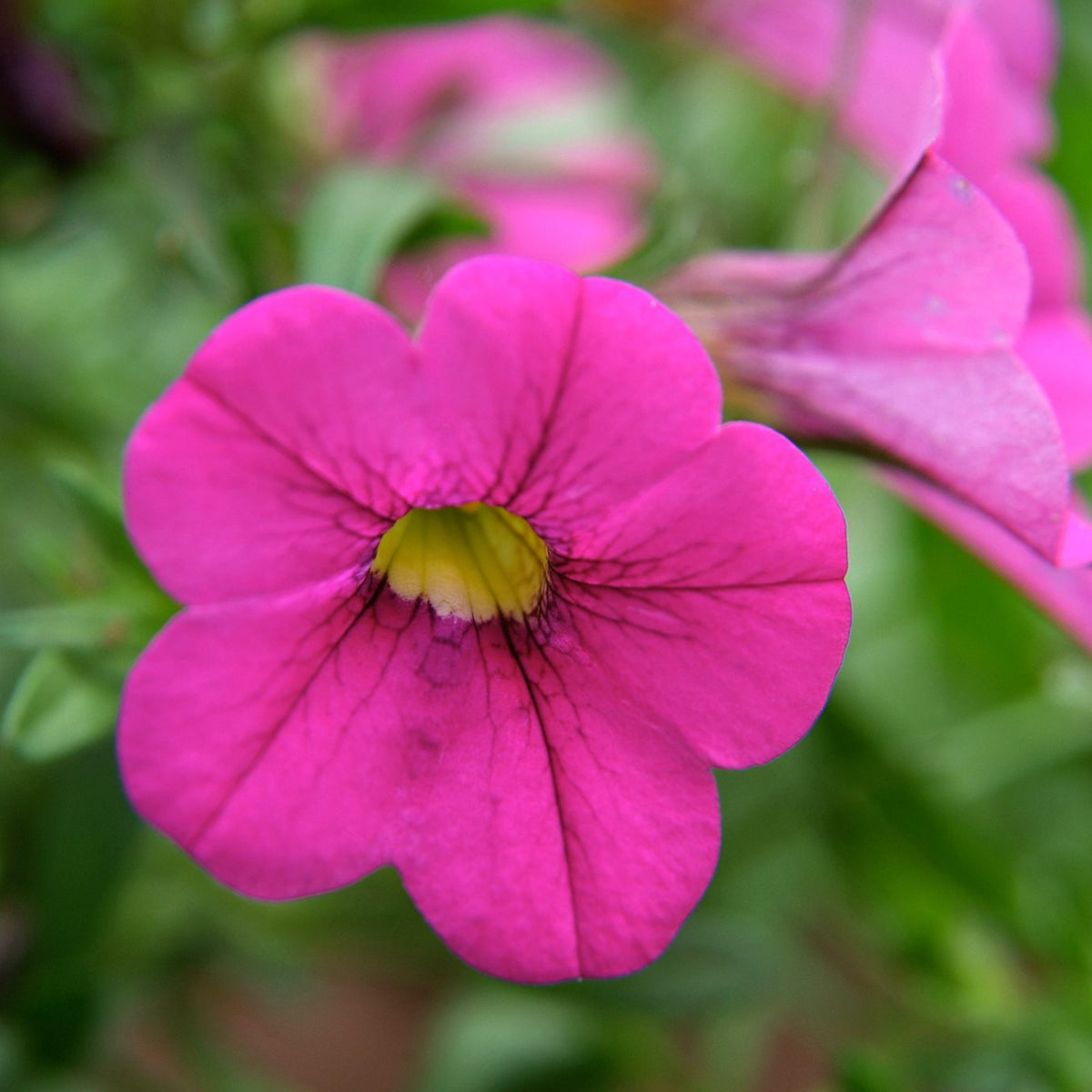 Calibrachoa Trailing Plants Close up of a vivid hot pink calibrachoa flower with a yellow throat and dark veining, set against a background of green foliage and blurred blooms. 3