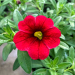 Calibrachoa Trailing Plants Close-up of a vibrant red calibrachoa flower with a yellow centre, surrounded by lush green foliage. 5