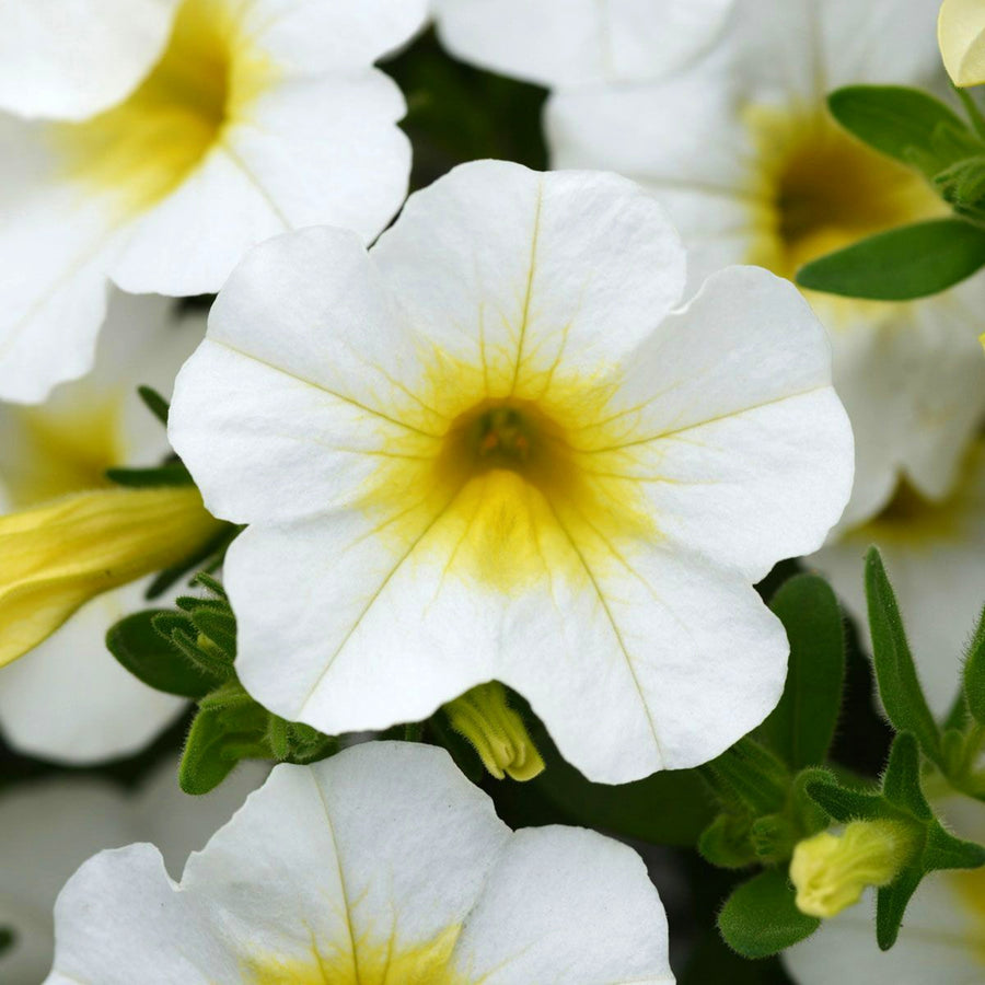 Calibrachoa Trailing Bedding Plants  11