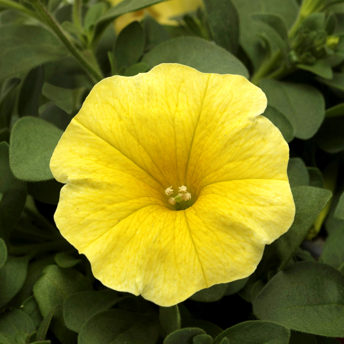 Calibrachoa Trailing Plants Close-up of a bright yellow calibrachoa flower with delicate veining and a pale centre, set against a backdrop of deep green foliage. 6