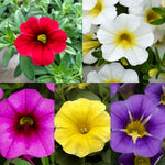 Calibrachoa Trailing Plants Collage of vibrant calibrachoa flowers in five colours—red, white with yellow centre, magenta with deep red throat, bright yellow, and purple with yellow centre—set against green foliage. 1