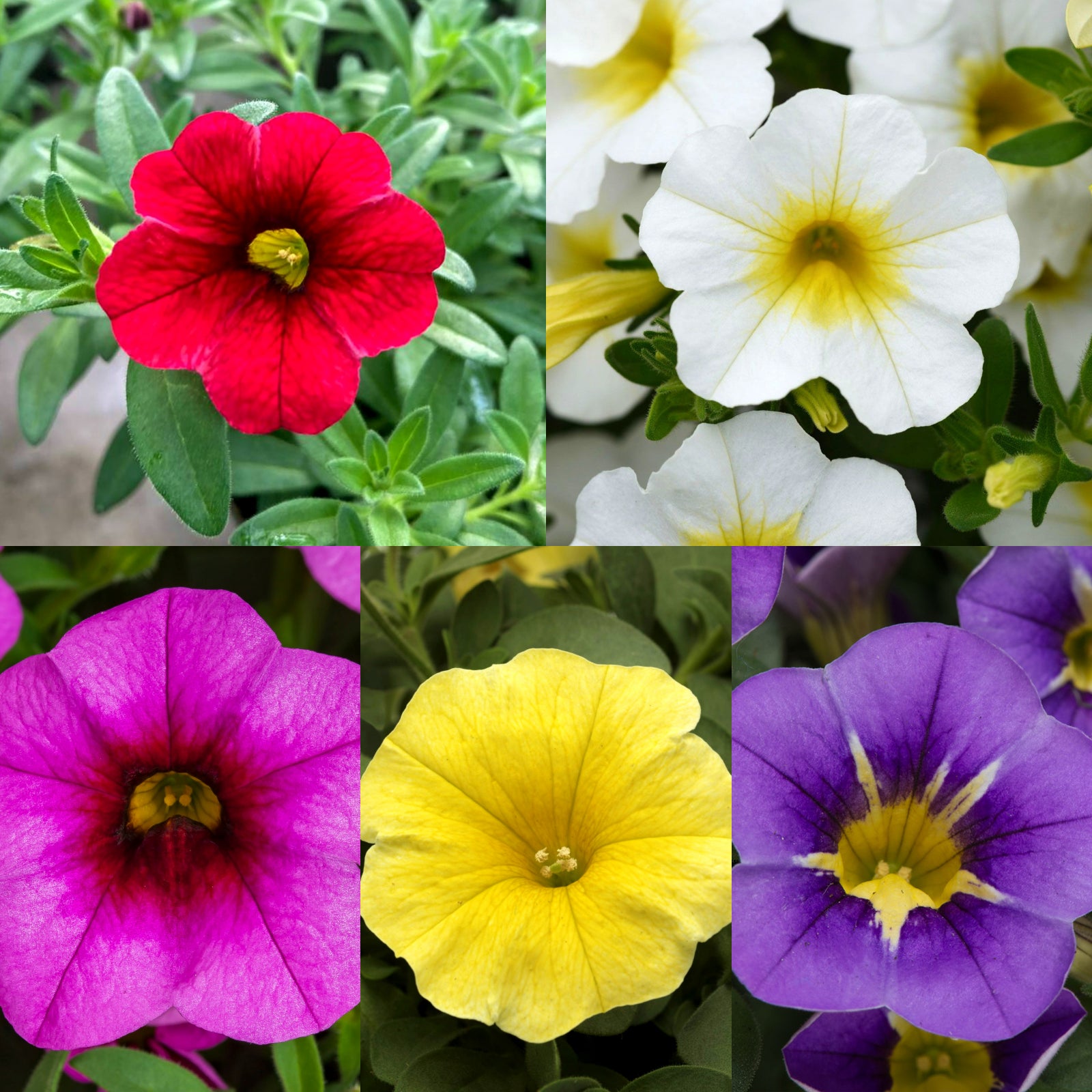 Collage of vibrant calibrachoa flowers in five colours—red, white with yellow centre, magenta with deep red throat, bright yellow, and purple with yellow centre—set against green foliage.