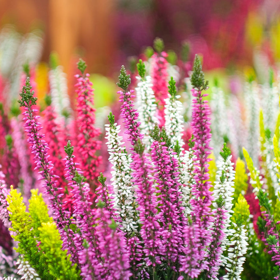 Calluna Heather High Five Colour Plant CALUNAHIGHFIVE-image2 2