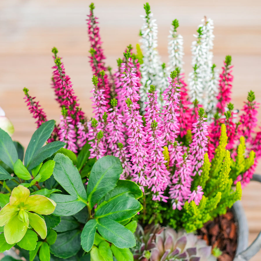 Calluna Heather High Five Colour Plant CALUNAHIGHFIVE-image4 4