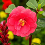 Adolphe Audusson Camellia A vibrant Camellia 'Adolphe Audusson' flower in vivid red with overlapping, smooth-edged petals and a golden centre, standing out against lush green foliage and bright garden blooms. 1