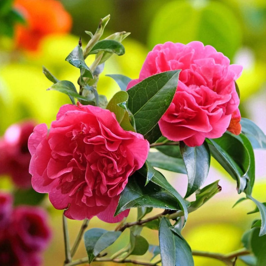 Camellia Anticipation Two vivid deep pink Camellia 'Anticipation' blooms with dense, ruffled petals, surrounded by glossy green leaves, with a softly blurred yellow-green background. 1