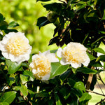 Brushfield Yellow Camellia  2