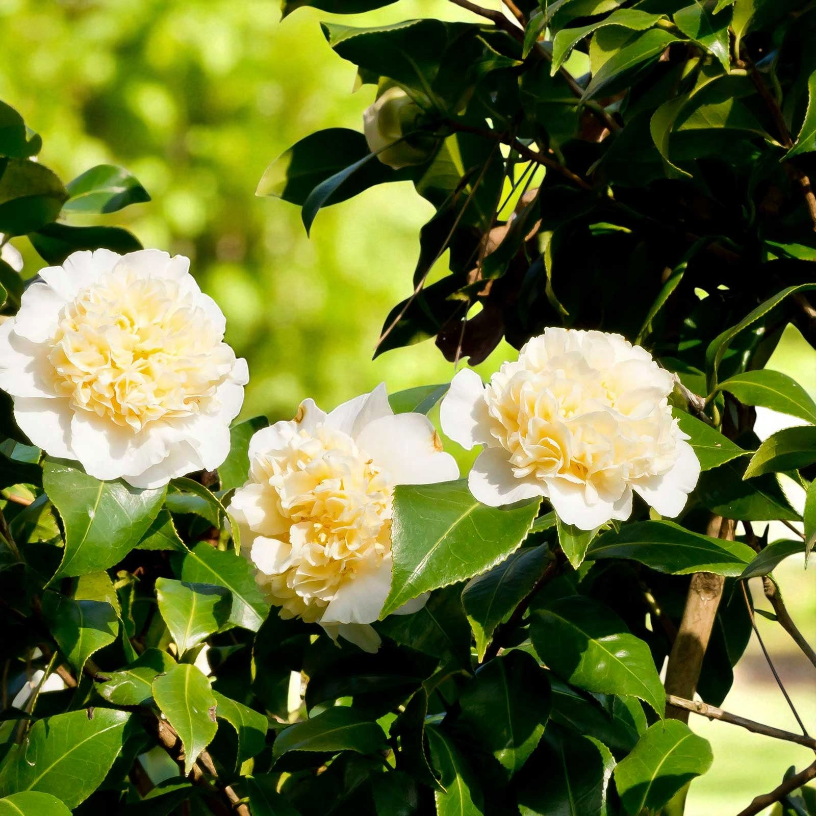 Camellia japonica Brushfield Yellow
