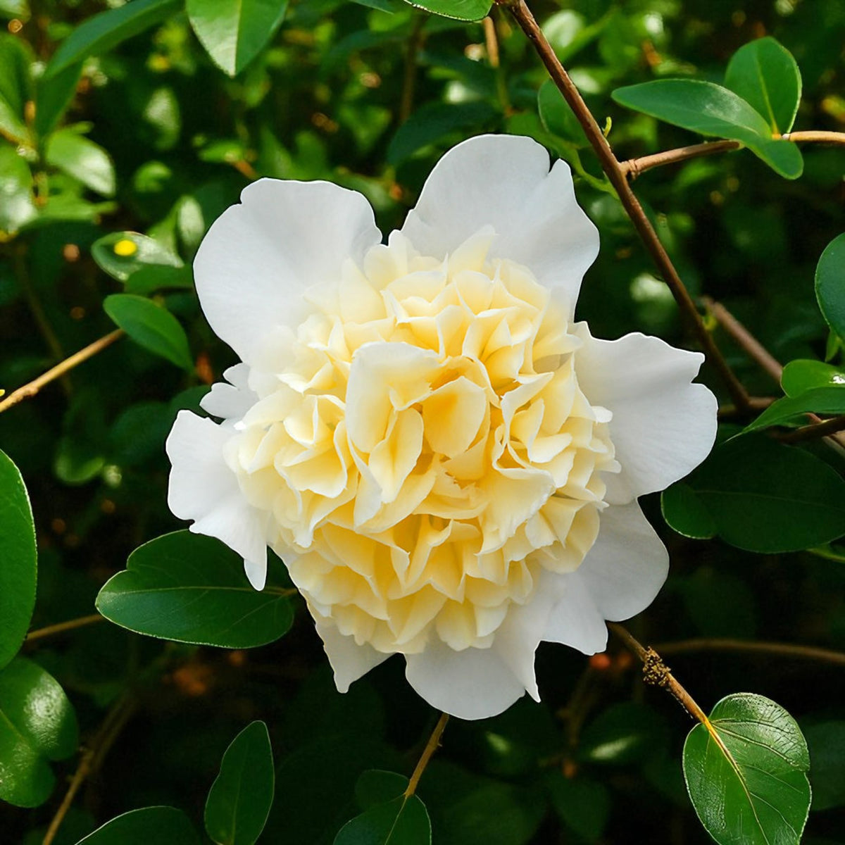 Camellia Brushfield Yellow A single Camellia 'Brushfield's Yellow' flower with densely layered soft yellow petals at the centre and crisp white petals at the edges, blooming amidst dark green foliage. 3