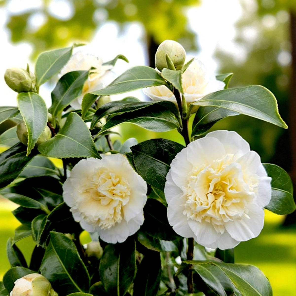 Camellia Brushfield Yellow Several Camellia 'Brushfield's Yellow' blooms on a healthy bush, showcasing pale yellow centres and white outer petals, with glossy green leaves and unopened buds under soft daylight. 2
