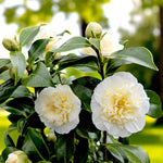 Camellia Brushfield Yellow Several Camellia 'Brushfield's Yellow' blooms on a healthy bush, showcasing pale yellow centres and white outer petals, with glossy green leaves and unopened buds under soft daylight. 2