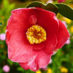 Jupiter Camellia A close-up of a Camellia 'Jupiter' flower in rich pink with softly rounded petals and a central cluster of golden-yellow stamens, set against a blurred background of vibrant garden colours. 1