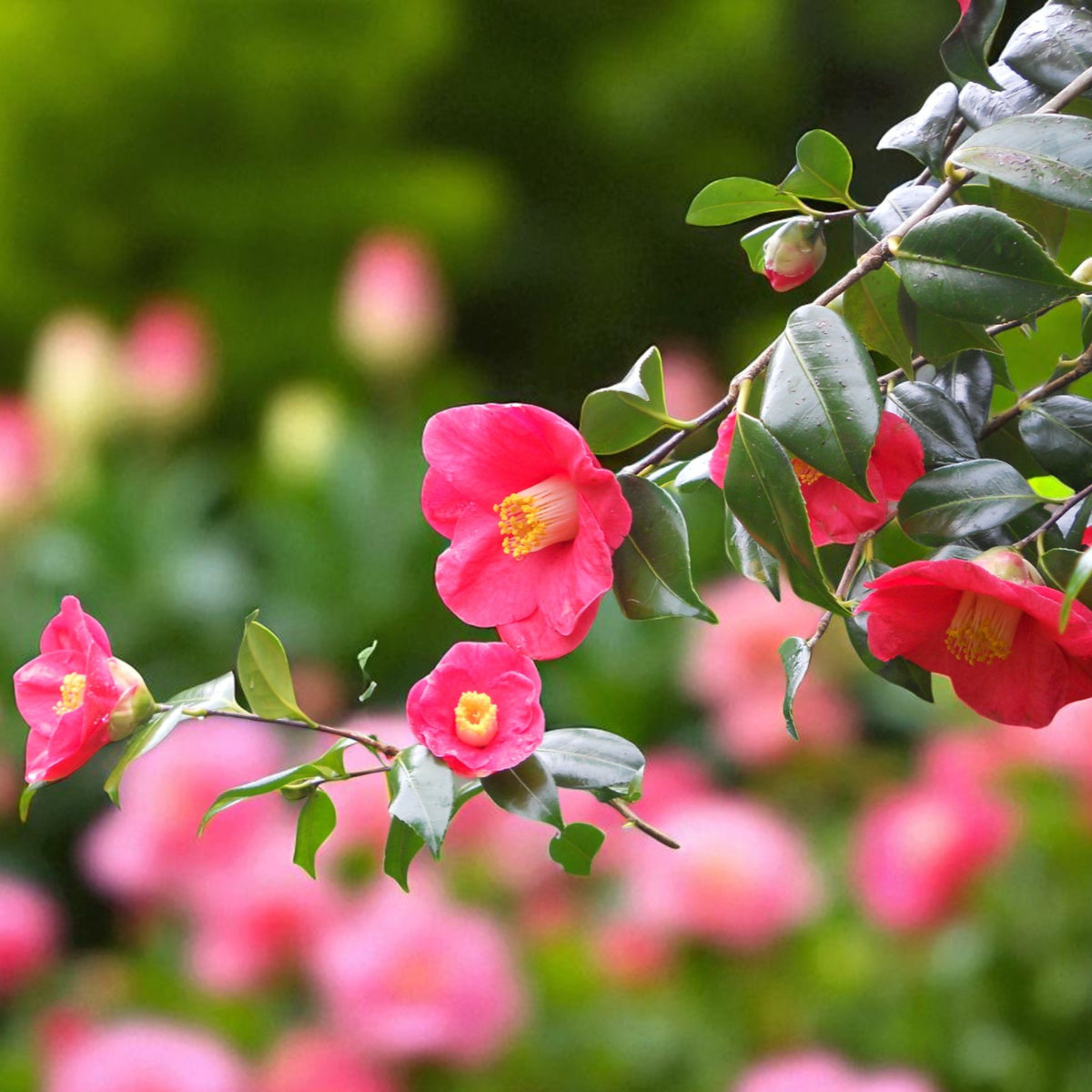 Jupiter Camellia A graceful branch of Camellia 'Jupiter' bearing several open blooms and buds, featuring vibrant pink petals and prominent yellow stamens, arching over a garden scene filled with soft pink flowers. 2