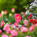 Jupiter Camellia A graceful branch of Camellia 'Jupiter' bearing several open blooms and buds, featuring vibrant pink petals and prominent yellow stamens, arching over a garden scene filled with soft pink flowers. 2