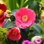 Jupiter Camellia A vivid Camellia 'Jupiter' bloom in bright rose-pink with well-defined petals and a bold cluster of pale yellow stamens, framed by lush green leaves and surrounding floral colours. 3