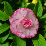 Margaret Davies Camellia A single Camellia 'Margaret Davis' bloom with delicate pale pink petals, each petal edged with a deep rose-pink border, set against lush green foliage. 1