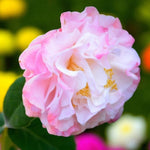 Nuccio's Jewel Camellia Close-up of a Camellia 'Nicco's Jewel' flower with delicately layered white petals blushed with pale pink tones, slightly ruffled edges, and visible yellow stamens, set against a colourful garden backdrop. 2