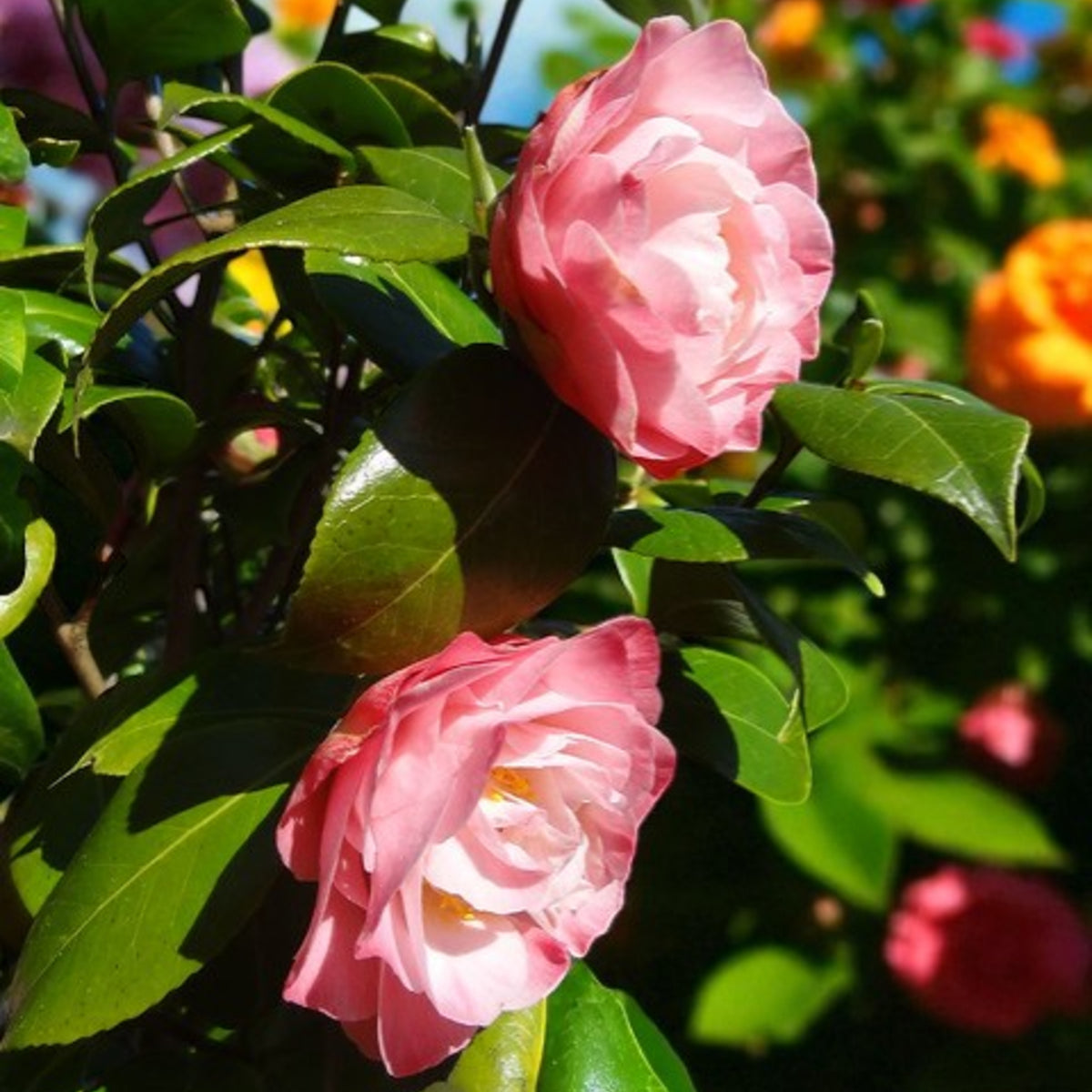 Nuccio's Jewel Camellia Two Camellia 'Nicco's Jewel' blooms in soft rose-pink with subtly curved petals, showing hints of white at the centre, nestled among glossy green leaves in bright sunlight. 3
