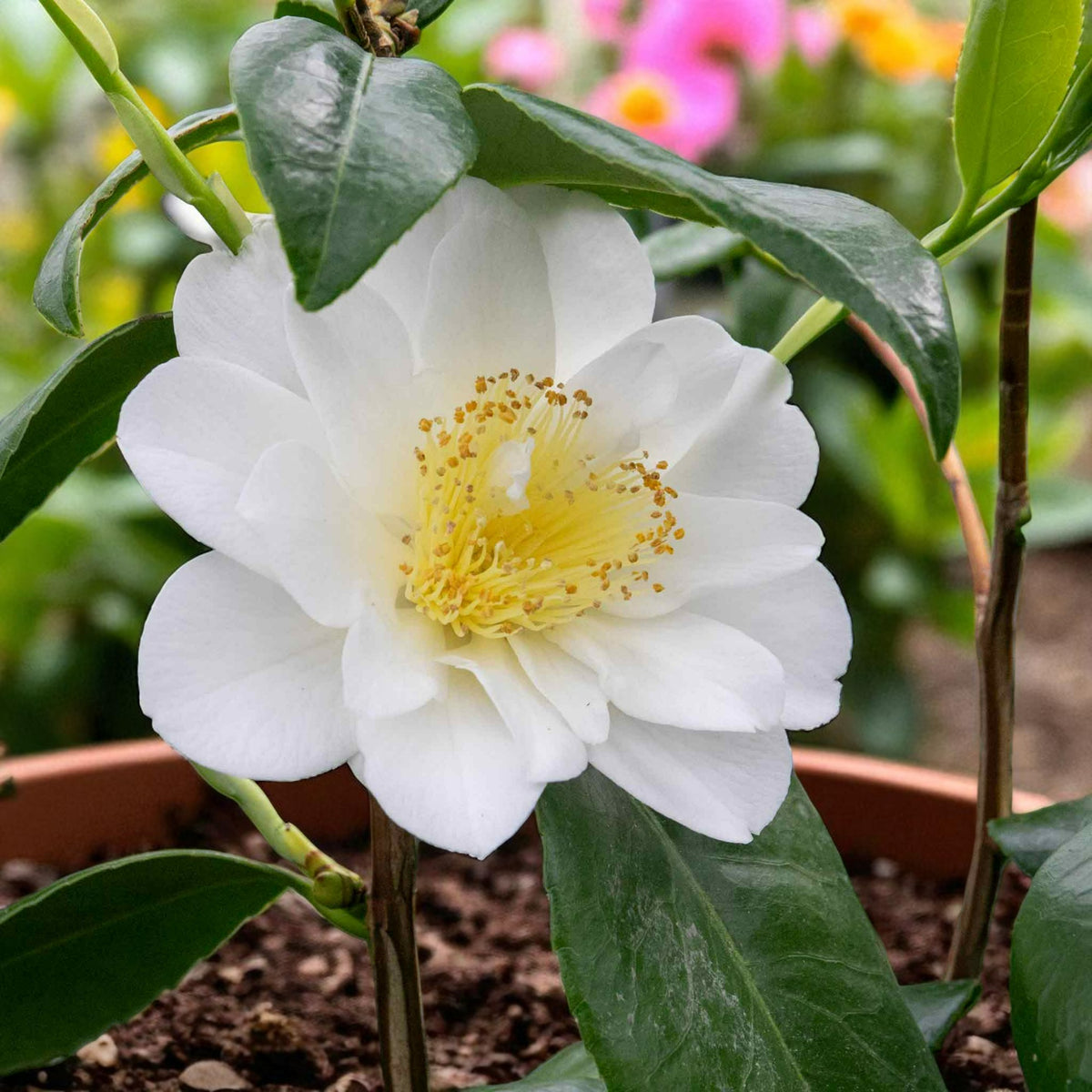 Silver Anniversary Camellia A Camellia 'Silver Anniversary' flower with pristine white petals and prominent yellow stamens at the centre, growing in a terracotta pot with glossy green leaves and bright floral colours blurred in the background. 1