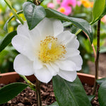 Silver Anniversary Camellia A Camellia 'Silver Anniversary' flower with pristine white petals and prominent yellow stamens at the centre, growing in a terracotta pot with glossy green leaves and bright floral colours blurred in the background. 1