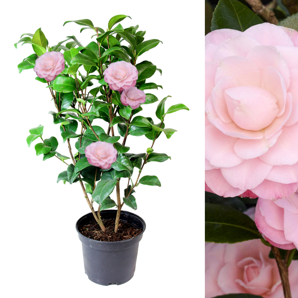 Camellia Japonica Plant in 3L Pot camellia plant on white background 8