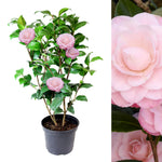 Camellia Japonica Plant in 3L Pot camellia plant on white background 7