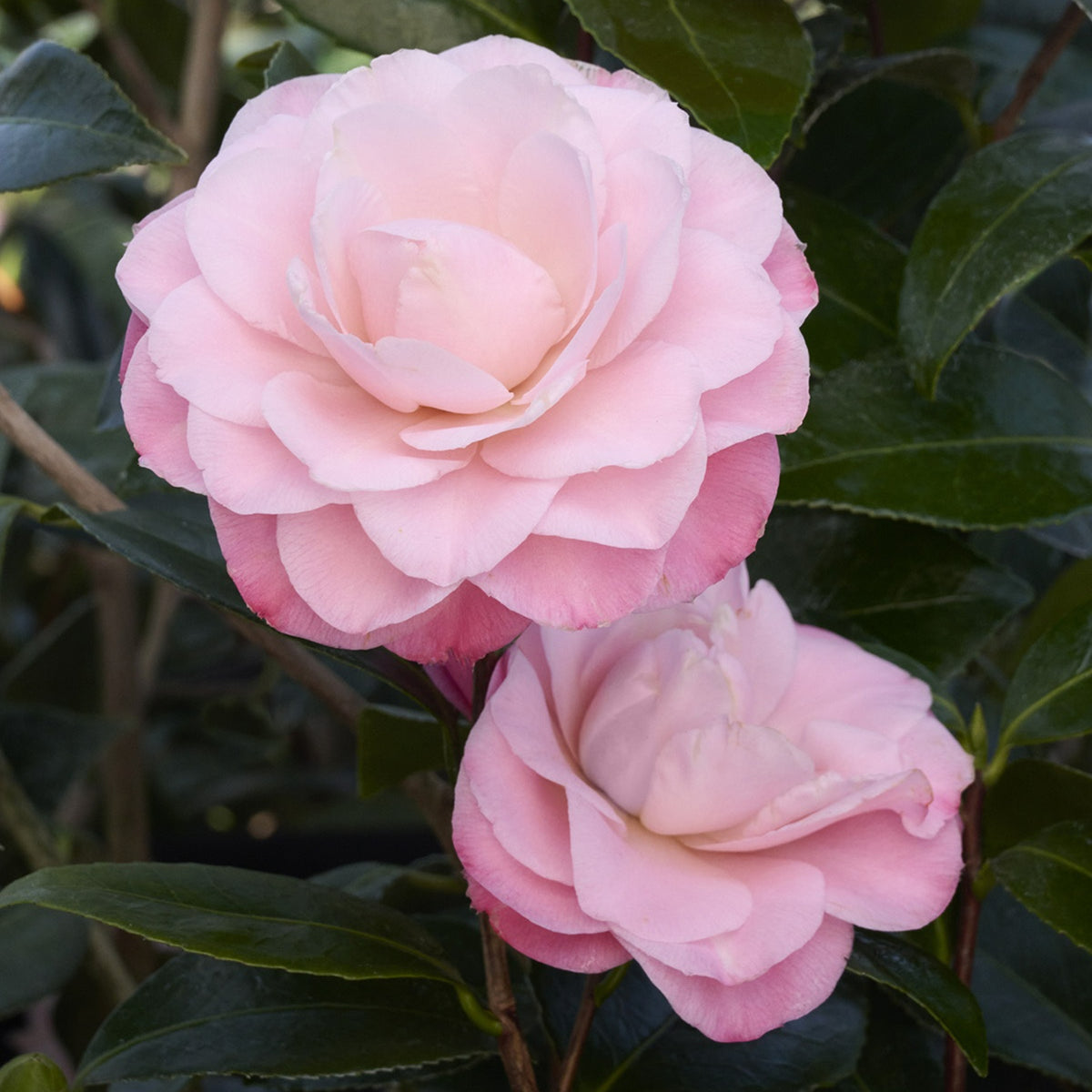 Camellia Japonica Plant in 3L Pot pink camellia flowers again dark green foliage 3