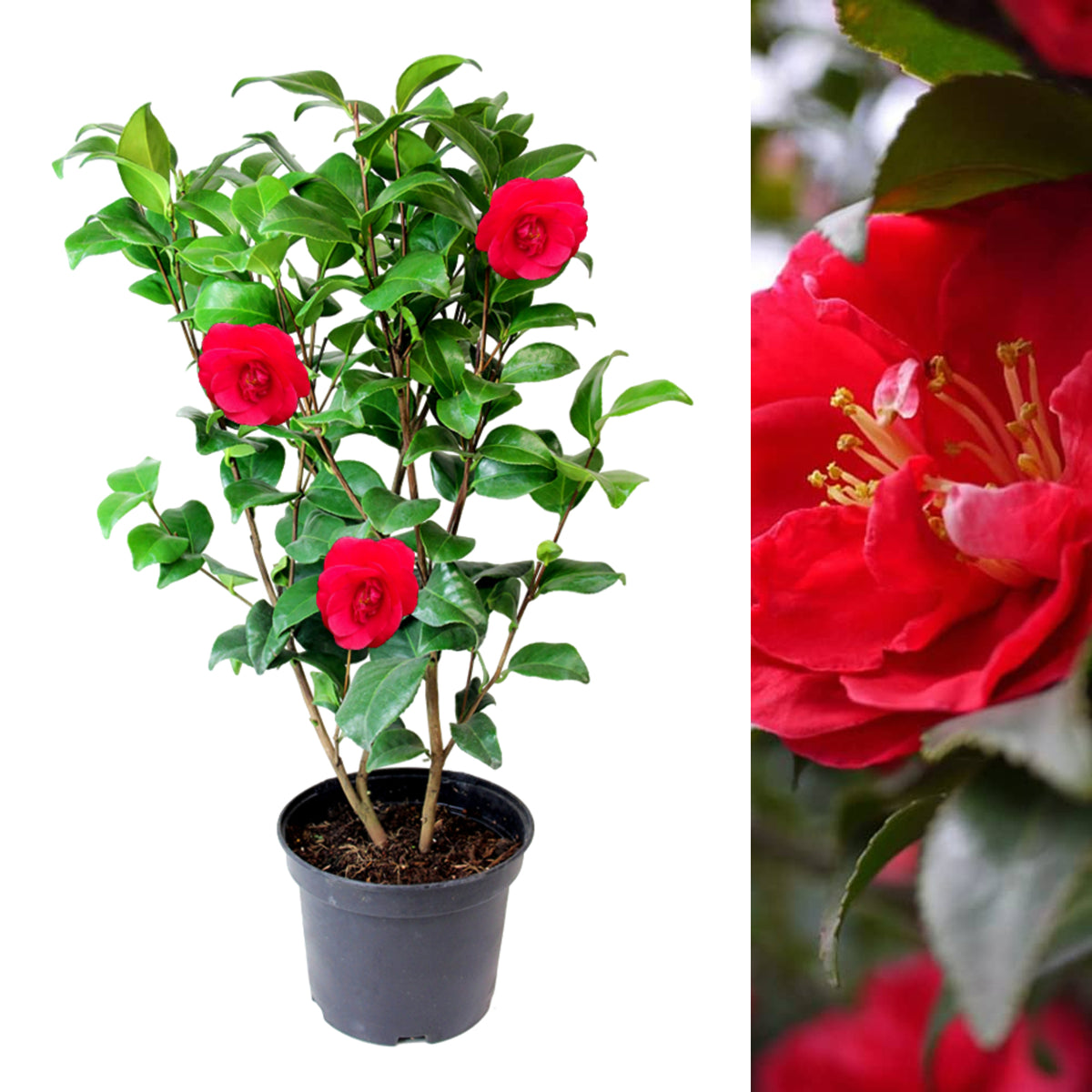 Camellia Japonica Plant in 3L Pot camellia plant on white background 7