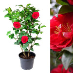 Red Camellia Japonica Plant  1