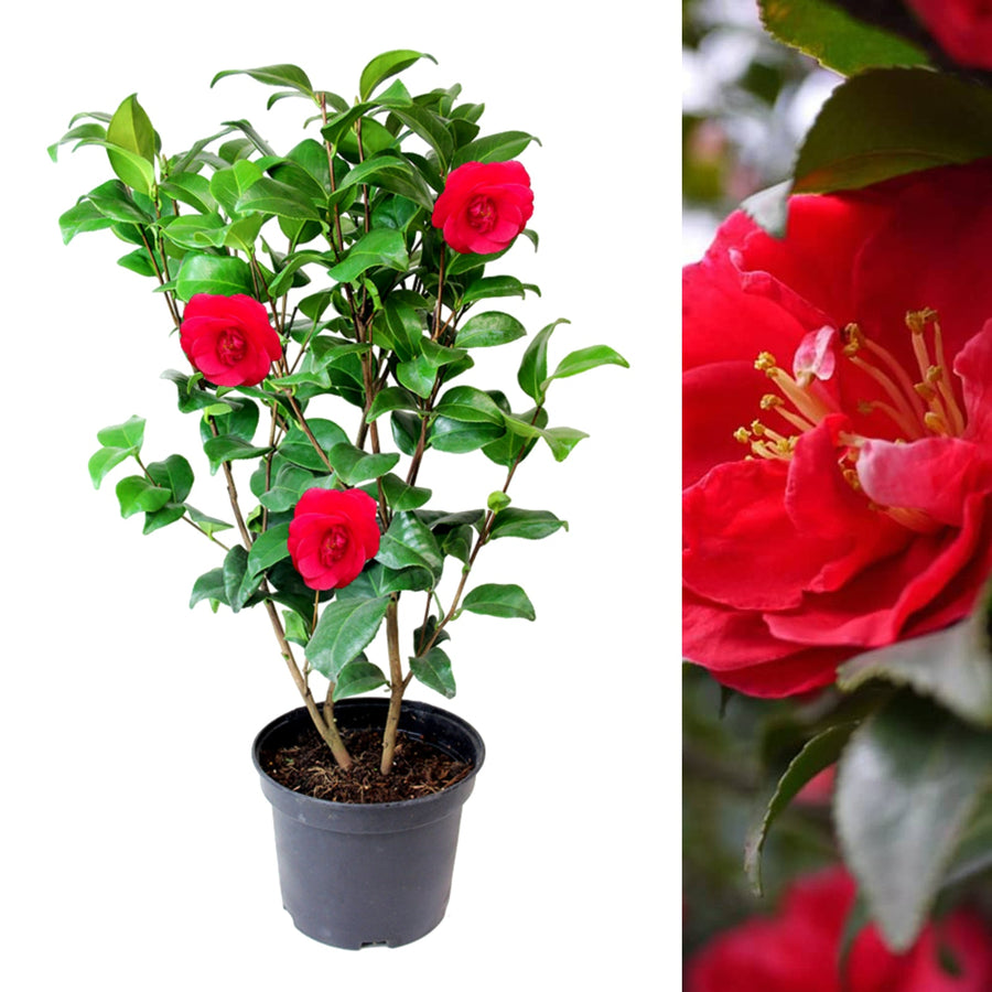 Red Camellia Japonica Plant  1