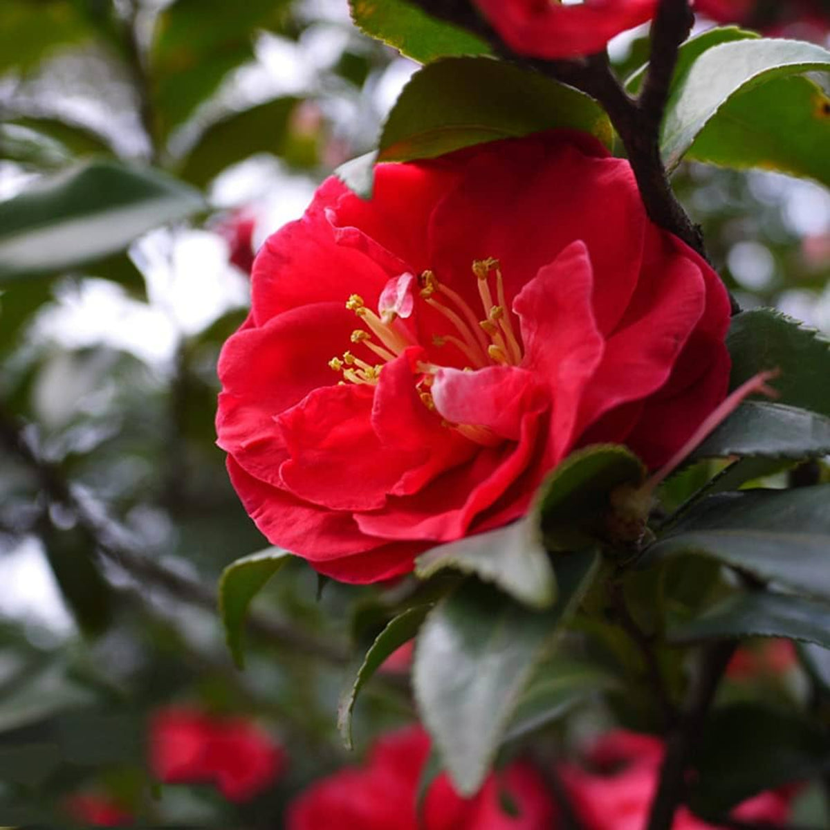 Camellia Japonica Plant in 3L Pot red camellia flowers again dark green foliage 4
