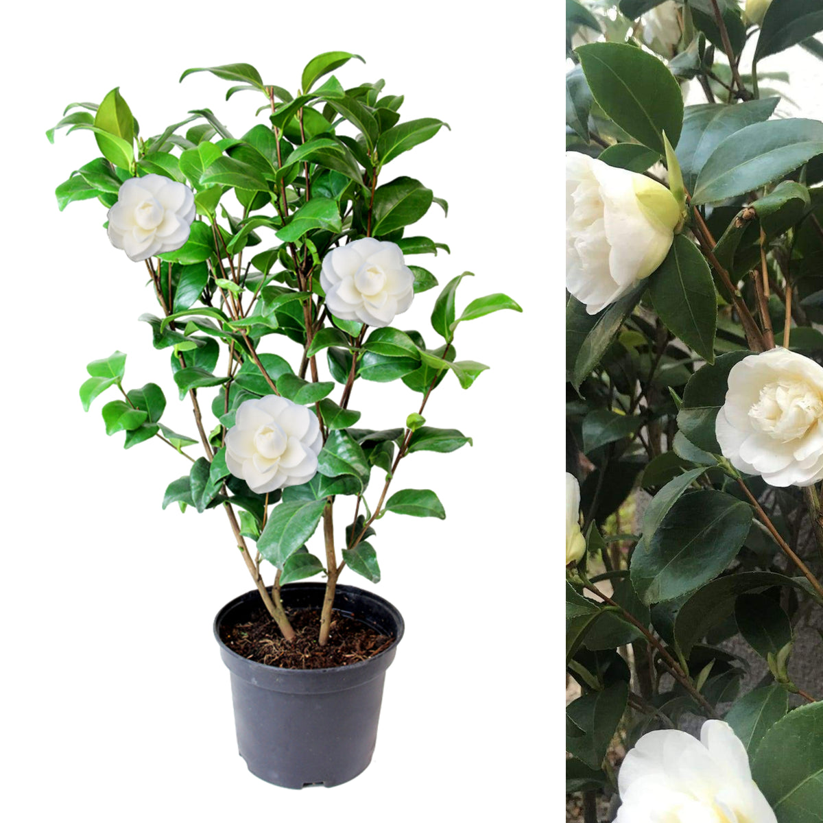 Camellia Japonica Plant in 3L Pot camellia plant on white background 1