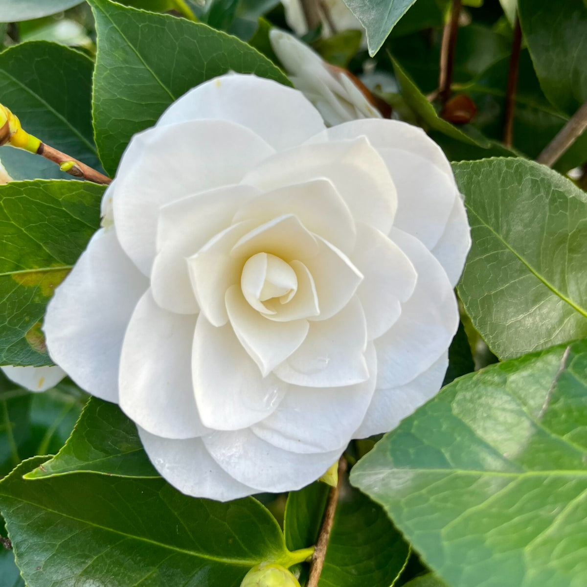 Camellia Japonica Plant in 3L Pot white camellia flowers again dark green foliage 5