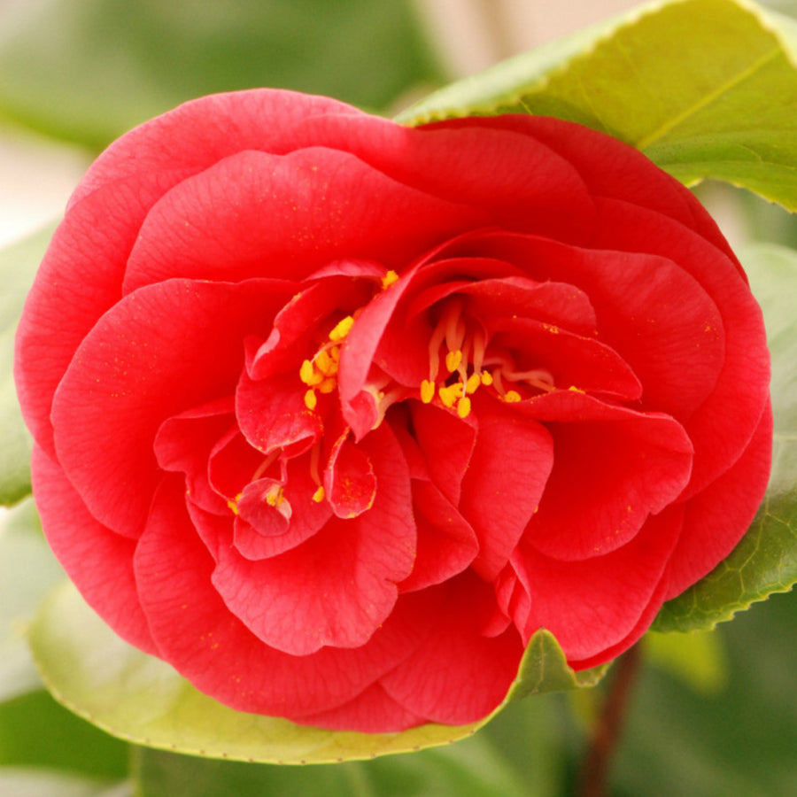 Camellia Japonica Plant  4