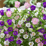 Campanula Plant Mix Mixed alpine Campanula flowers in full bloom, displaying bell-shaped blooms in white, pink, and purple, surrounded by green foliage. 1