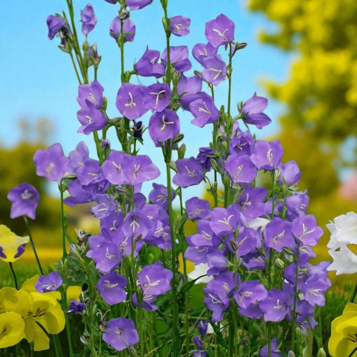 Campanula Plant Mix Cluster of tall purple Campanula flowers growing upright in a summer garden setting, with yellow and white flowers in the background. 2